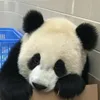 the_uso_panda