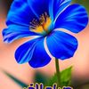 etoilefilan1
