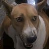 dogy.dogy2