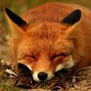 10_foxes_10