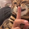 Cute Kitten moments