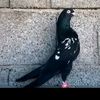 pigeonpoint919