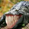 croco_risonho