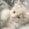 cherryleiri_