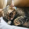 khanh_chi241