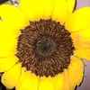 samflowers3