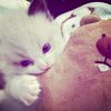 muti4raa4louvee_