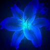 lotus.sarah8