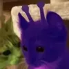 ginnder