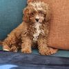 teddy.t47