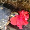 turtlewrites