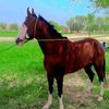 asif____ali11