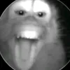 maya.9.77