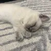 aqsa_imran1