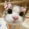 ninlinm