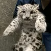 valleryluwys
