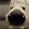 ngyn.hi.nam