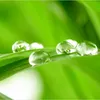Người Nhà Quê