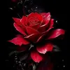 shosho.yosef7