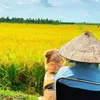 Bỏ Phố Về Quê