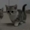 kitten_m1lii