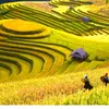 Chàng trai mùa thu