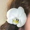 mini.rose09