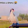 ashadsheikh12