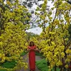 ng.th.nguyt16