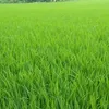 phng.thanh.cn