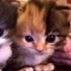 alicylicys