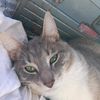 itsyaboicat12