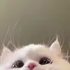 pppeach