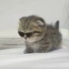 ali._loves_cats