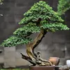 tammebonsai