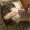 the_coned_cattz_vr