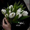 sulef.2309