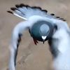 MERPATI🕊