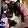 tulita_120