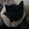 kitty_cat207