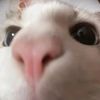 amy1wdd
