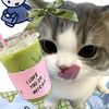 shelscillia.khoir