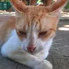 aldrian_222