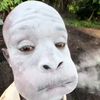 cekong_belut
