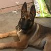 ilovedogs10467