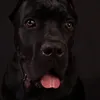 baloo_canecorsoitaliano