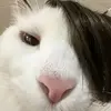 cxllm.nu