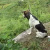 valmirterto12