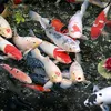 ca_koi_phat_tai