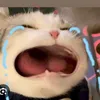 bao_10.0